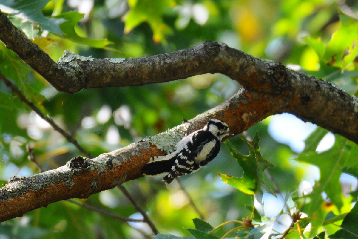 Downy Woodpecker - Lori  McCollister