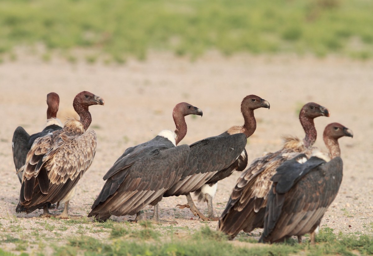 White-rumped Vulture - ML375394911