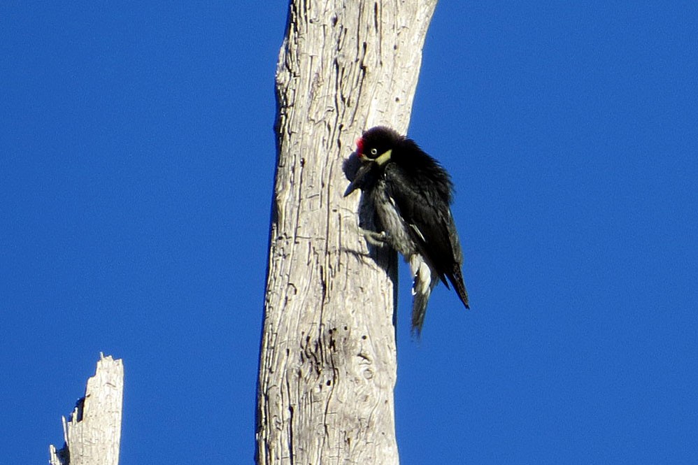 eBird Checklist - 20 Aug 2015 - Chews Ridge--east ridge (Tassajara Rd ...