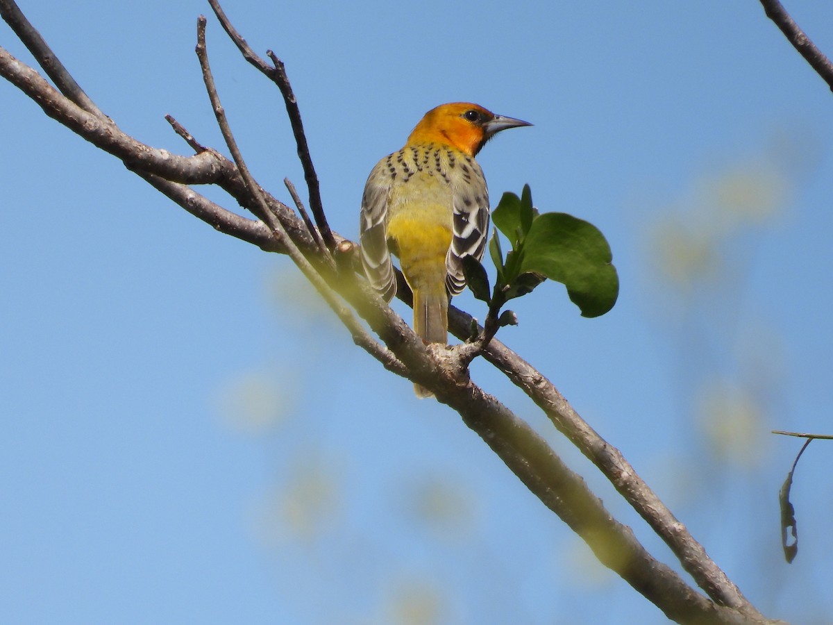 Oriole à dos rayé (groupe pustulatus) - ML375396751