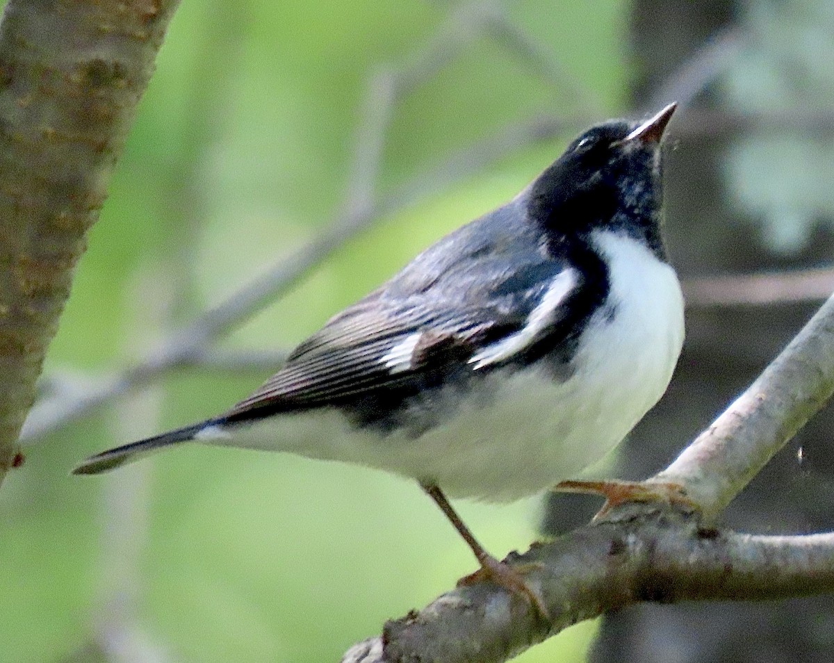 blåparula - ML375397131