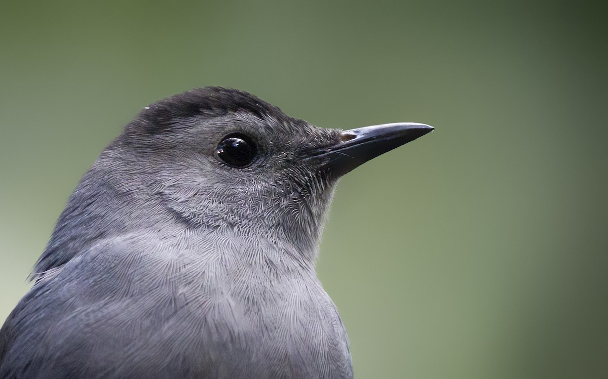 Gray Catbird - Anonymous