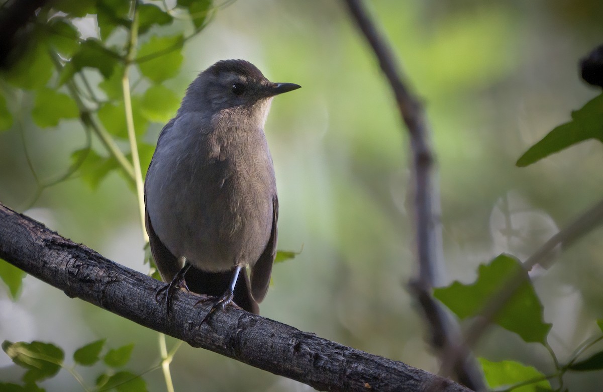 Gray Catbird - Anonymous