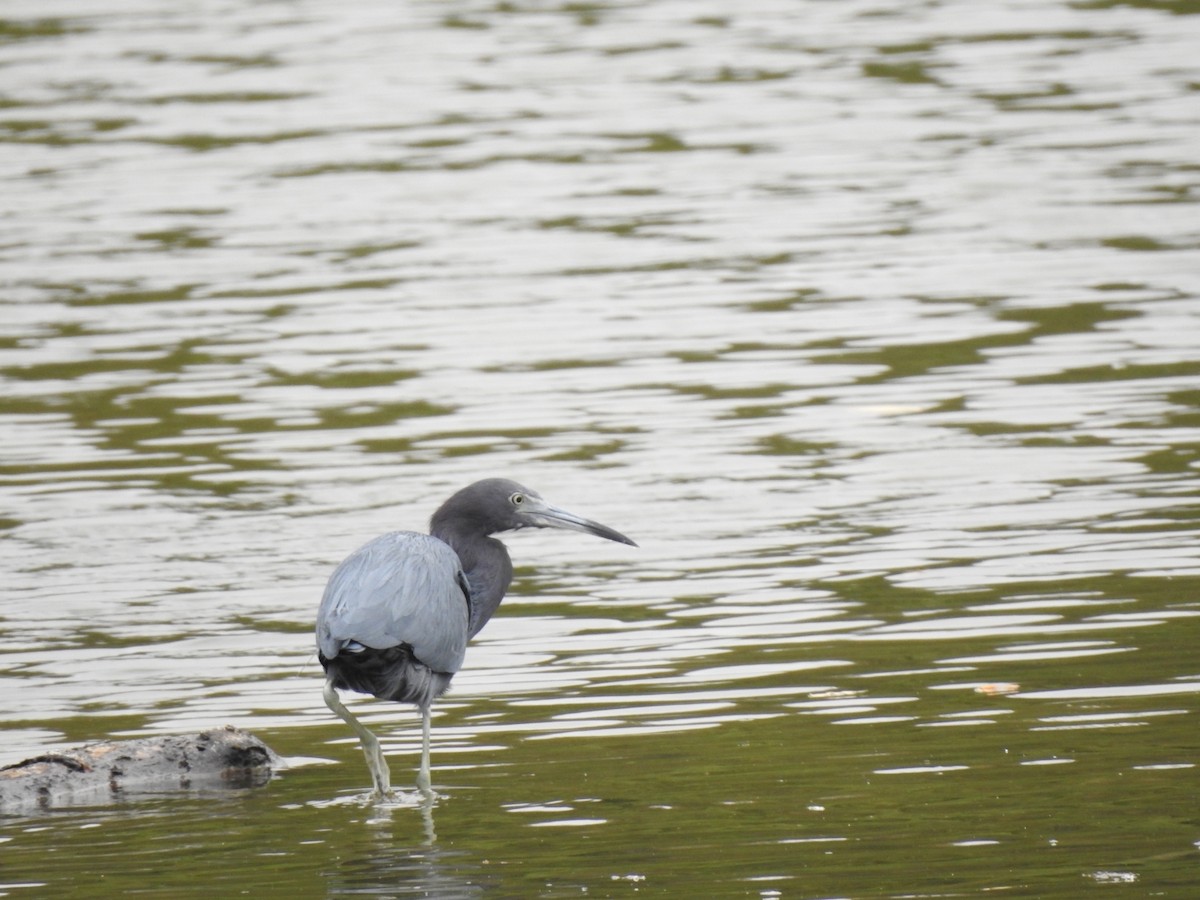 Little Blue Heron - LEODAN ARCOS