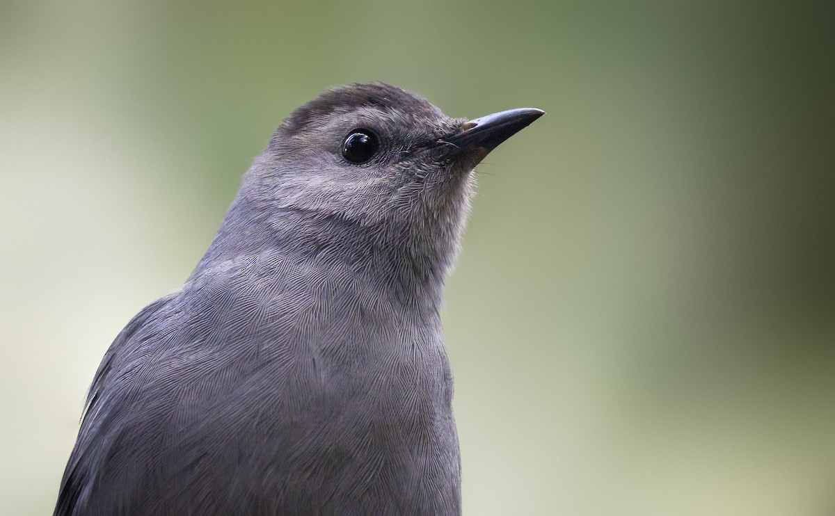 Gray Catbird - Anonymous