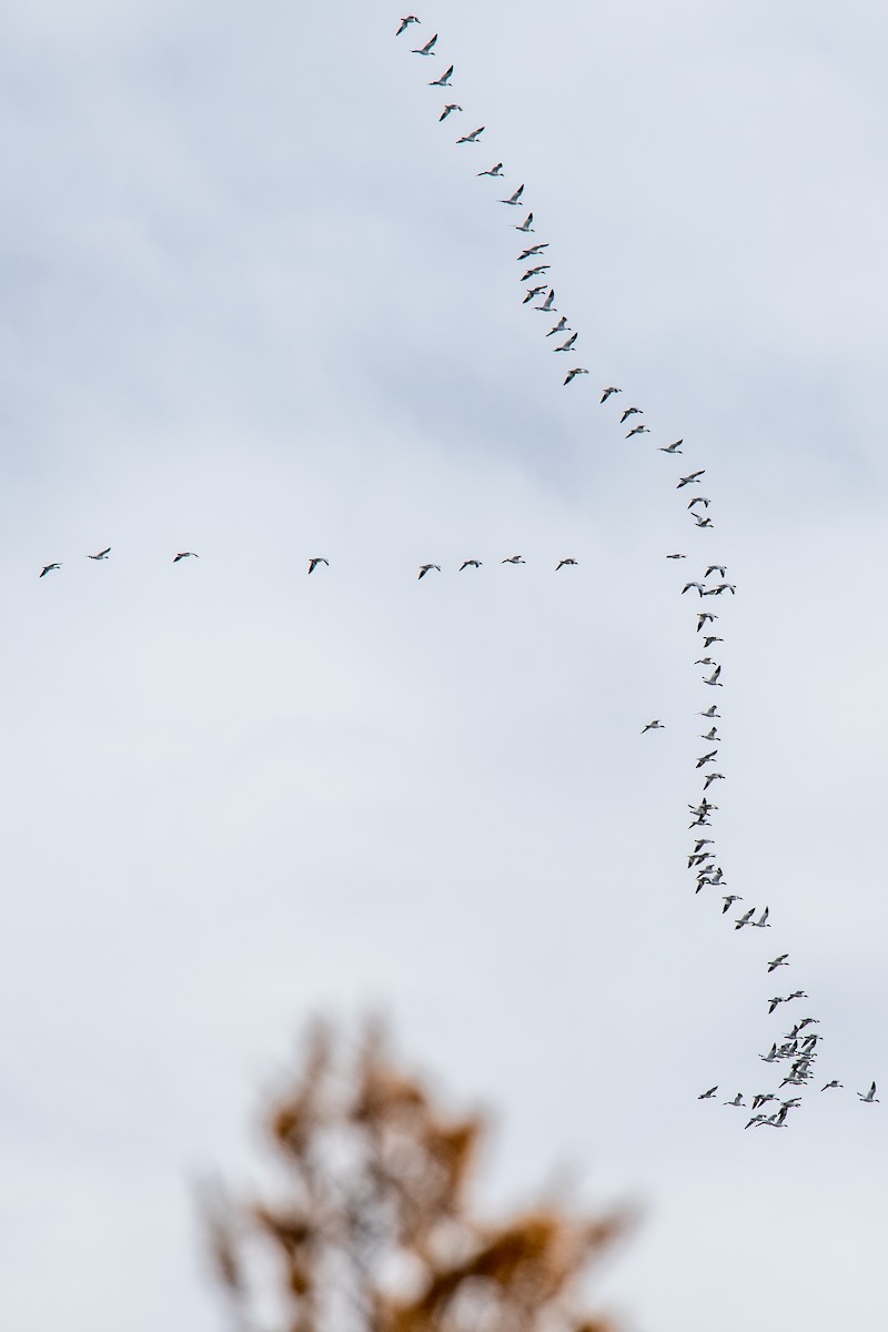 Snow Goose - ML375399811