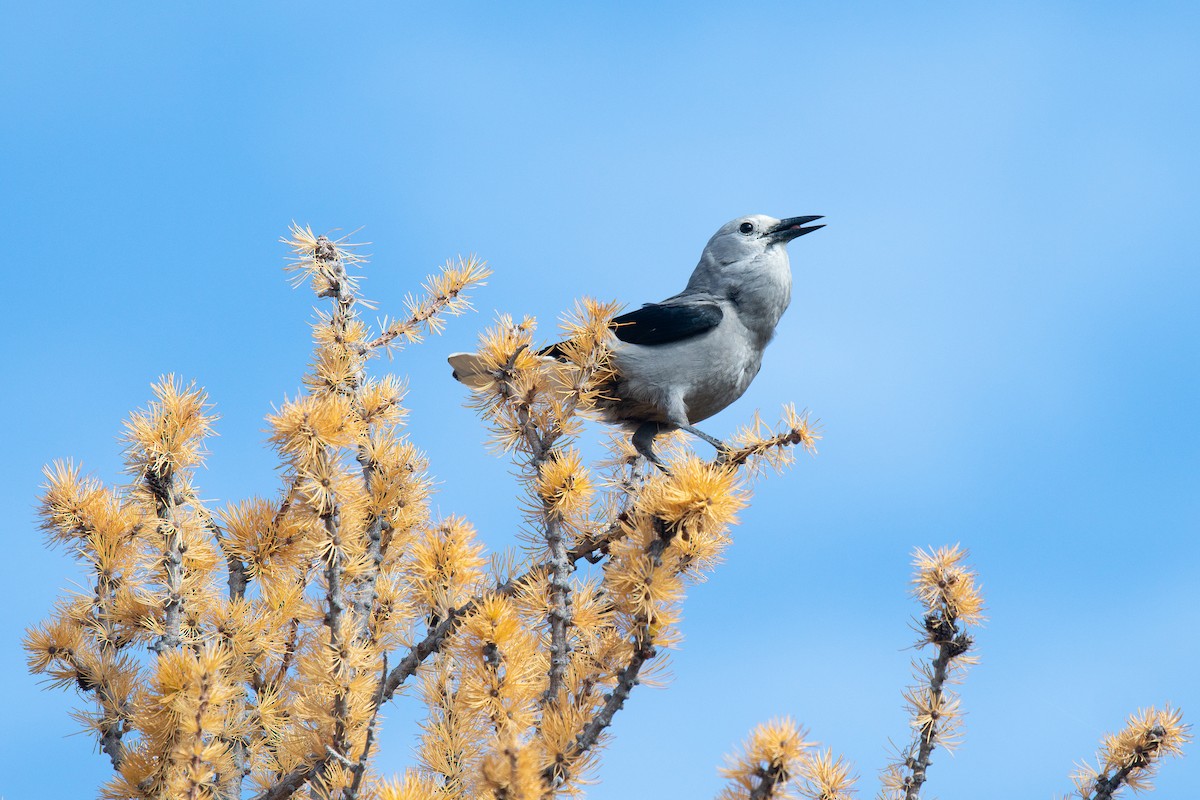 Clark's Nutcracker - ML375399911