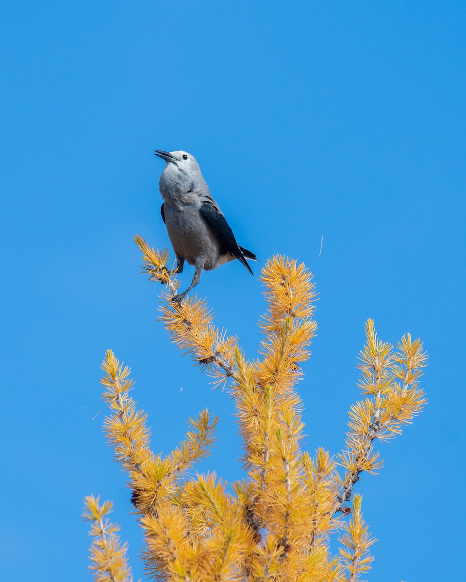 Clark's Nutcracker - John Leszczynski