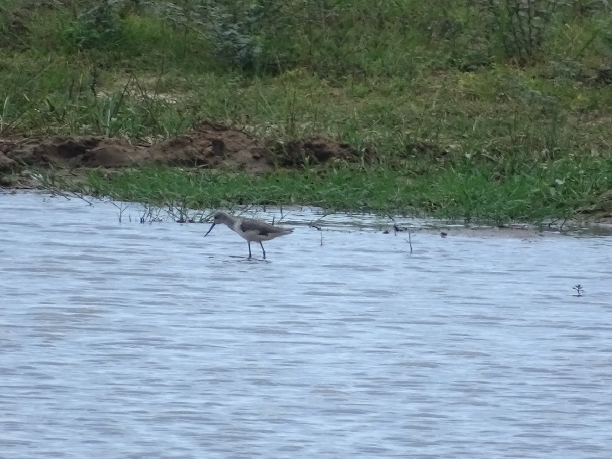 Common Greenshank - ML375401271