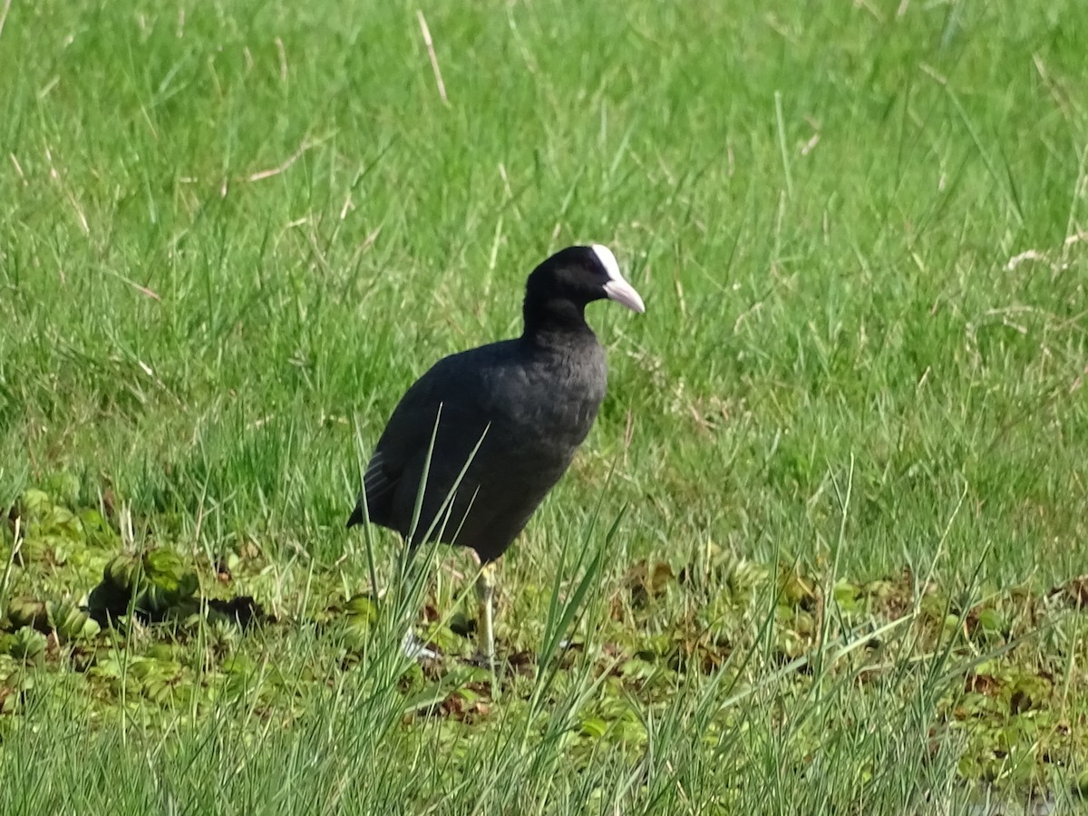 Eurasian Coot - Sakthi Chinnakannu