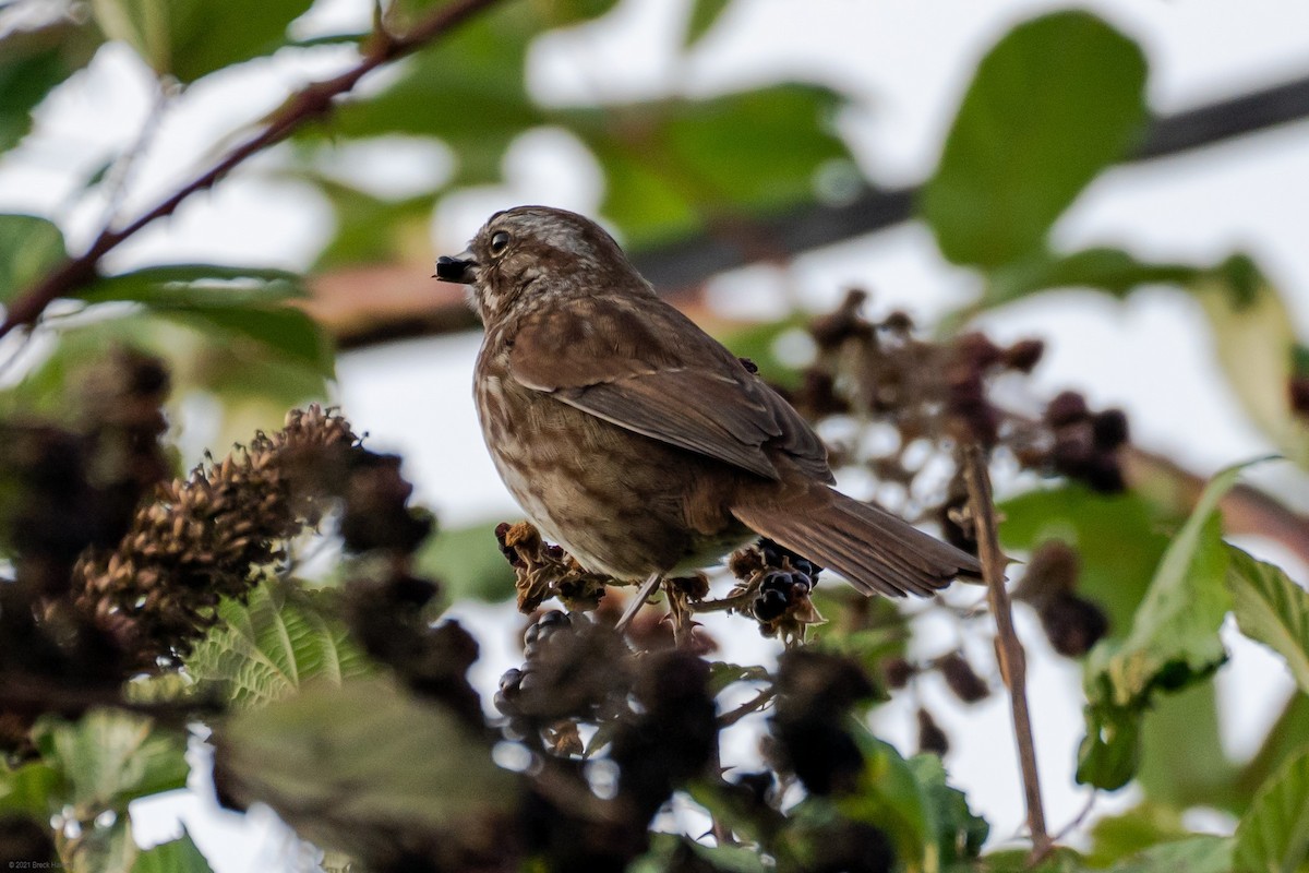 Song Sparrow - ML375402641