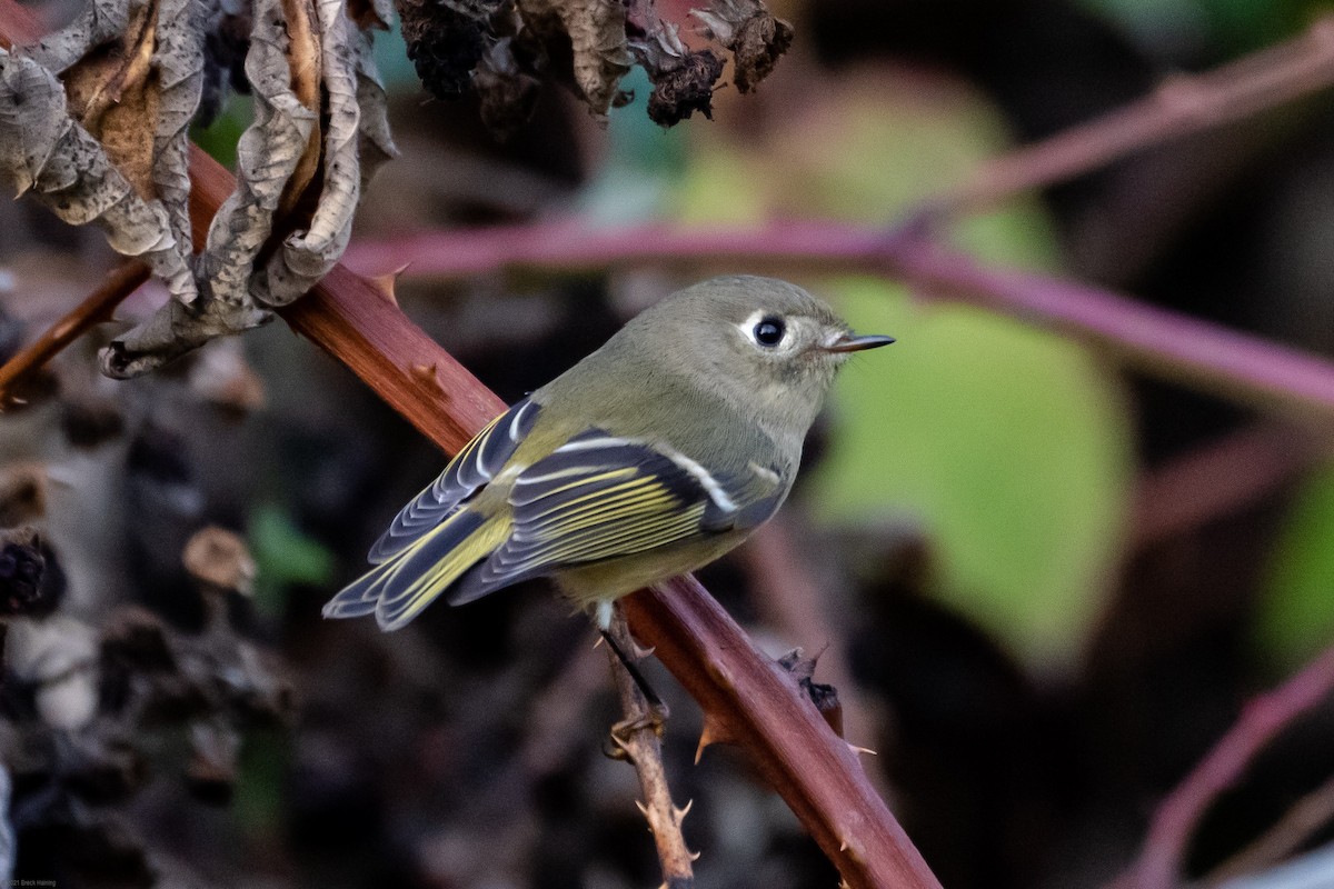 Ruby-crowned Kinglet - Breck Haining