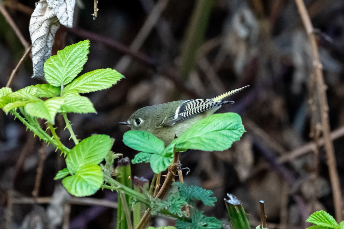 Ruby-crowned Kinglet - Breck Haining