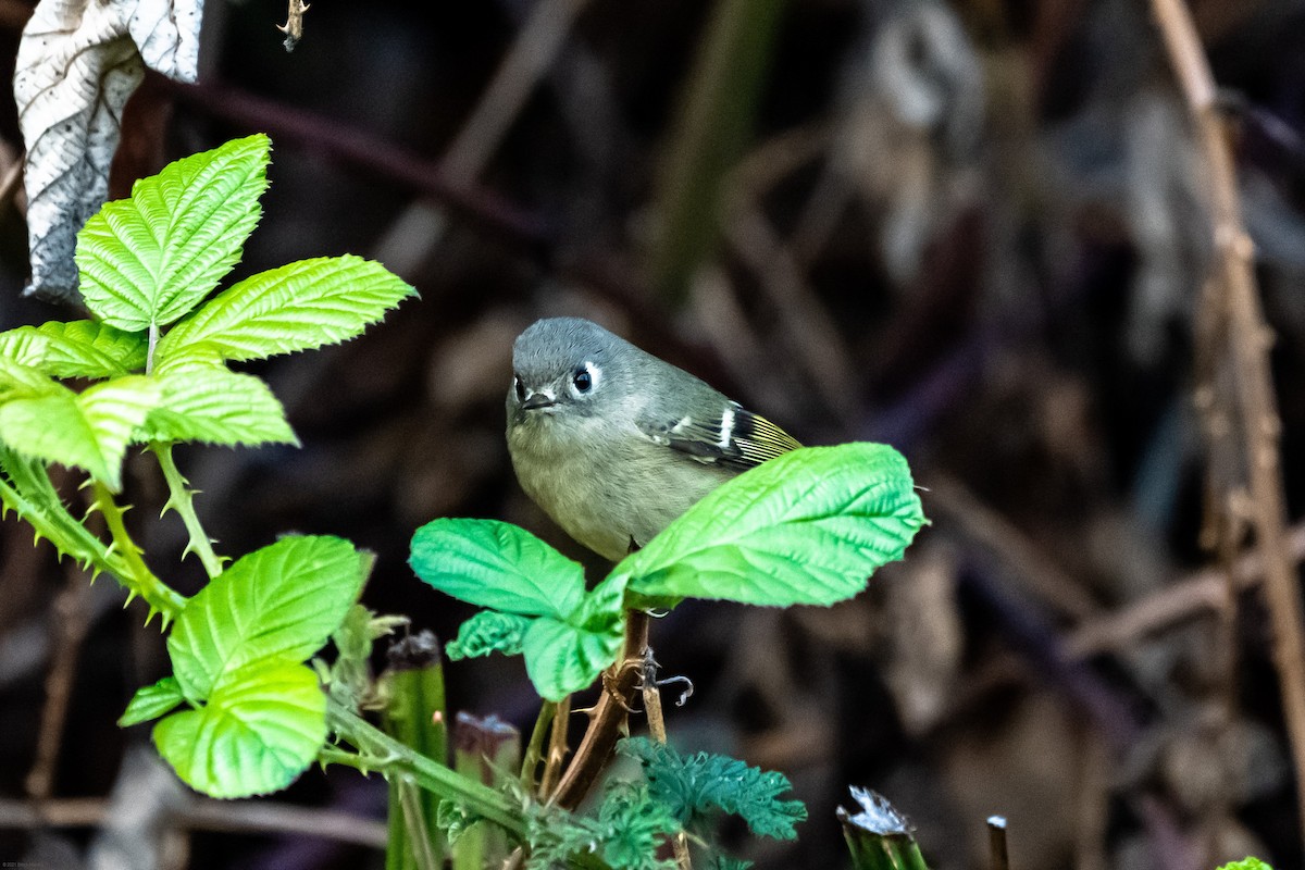 Ruby-crowned Kinglet - ML375403001