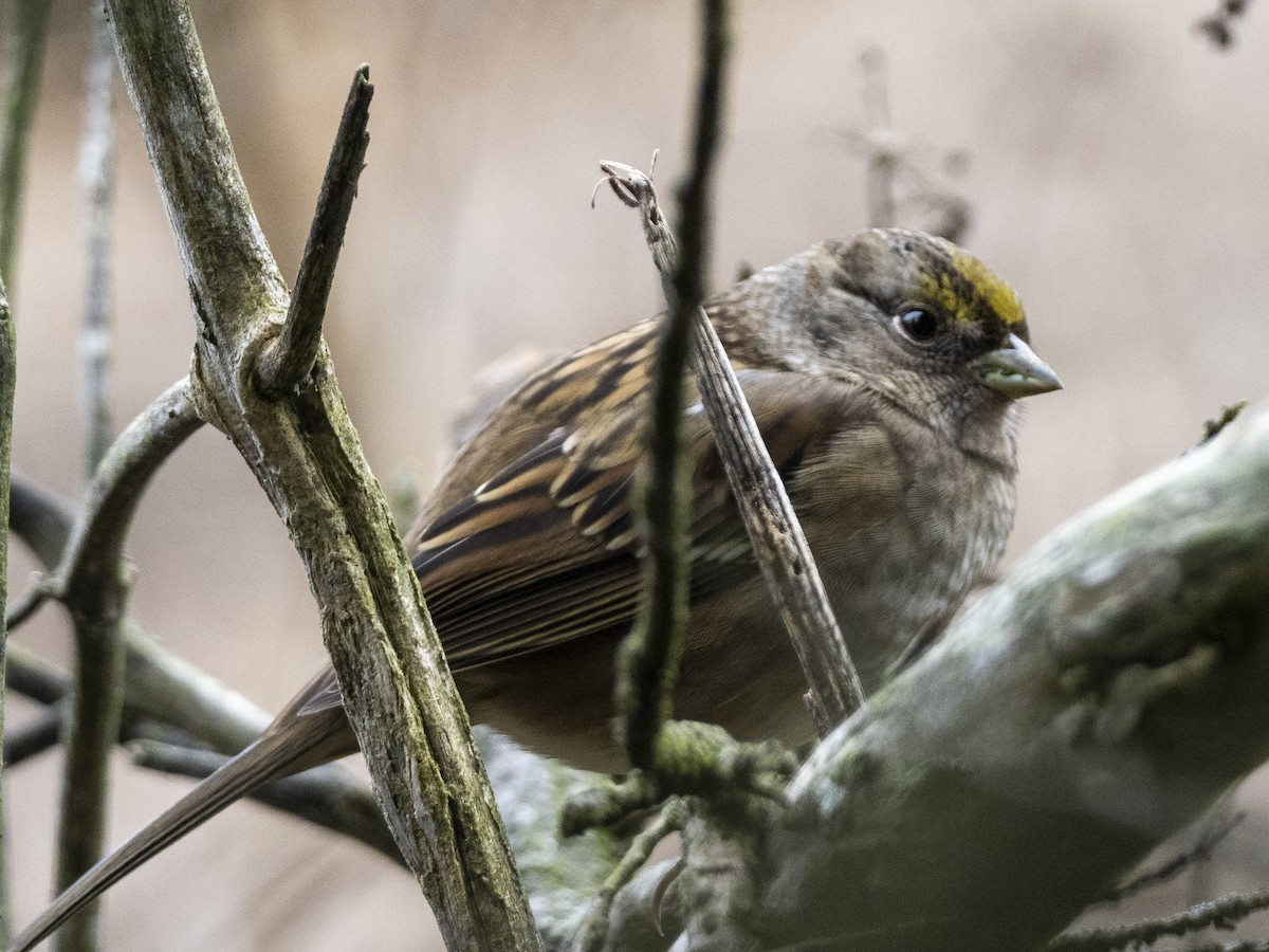 Golden-crowned Sparrow - ML375403321