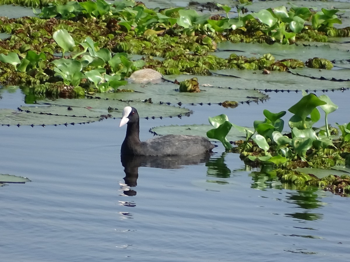 Eurasian Coot - Sakthi Chinnakannu