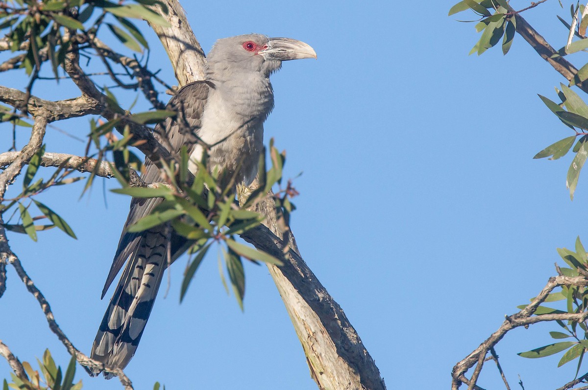 Channel-billed Cuckoo - ML375403471