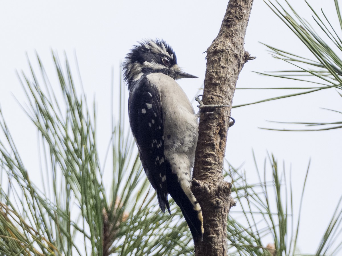 Downy Woodpecker - ML375404001