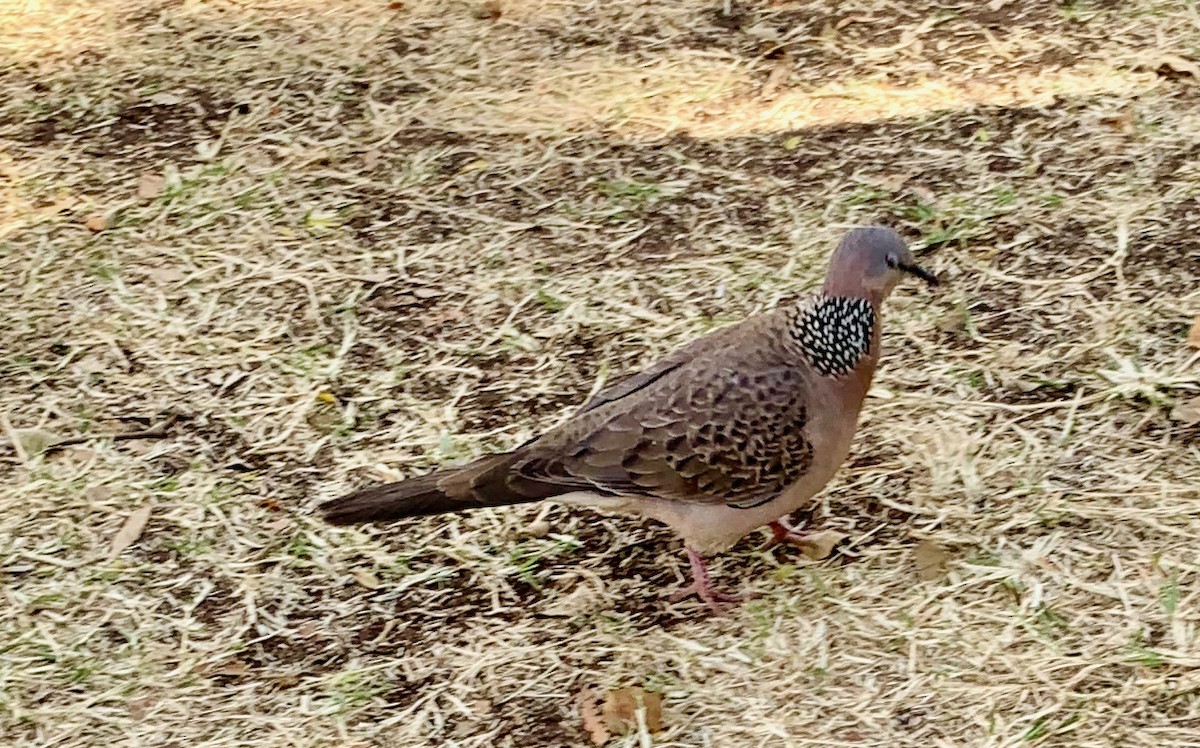Spotted Dove - ML375405401