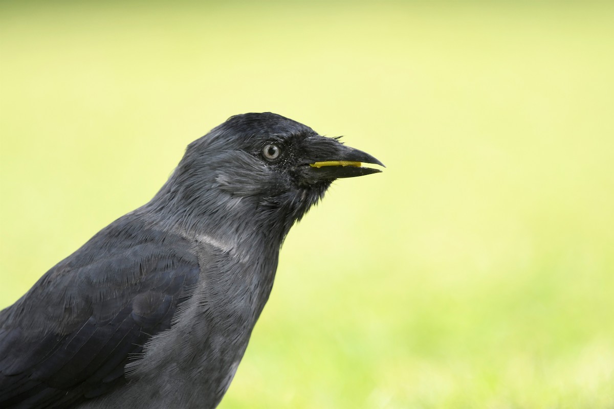 Eurasian Jackdaw - ML375406021