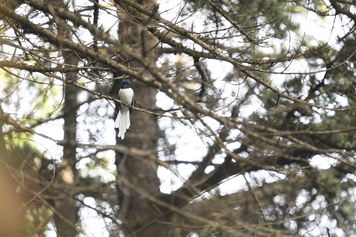 Indian Paradise-Flycatcher - ML375406151