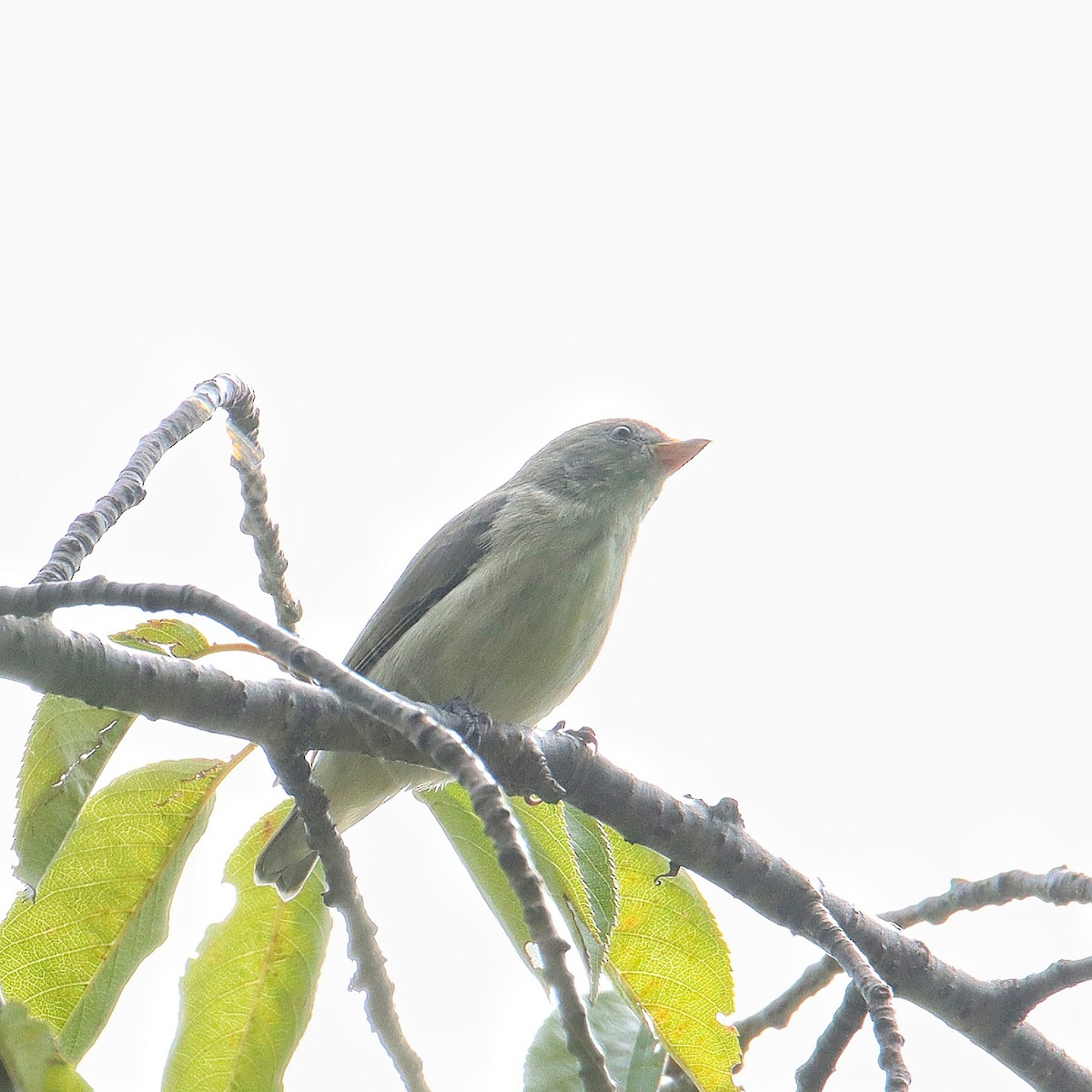 Pale-billed Flowerpecker - ML375407391