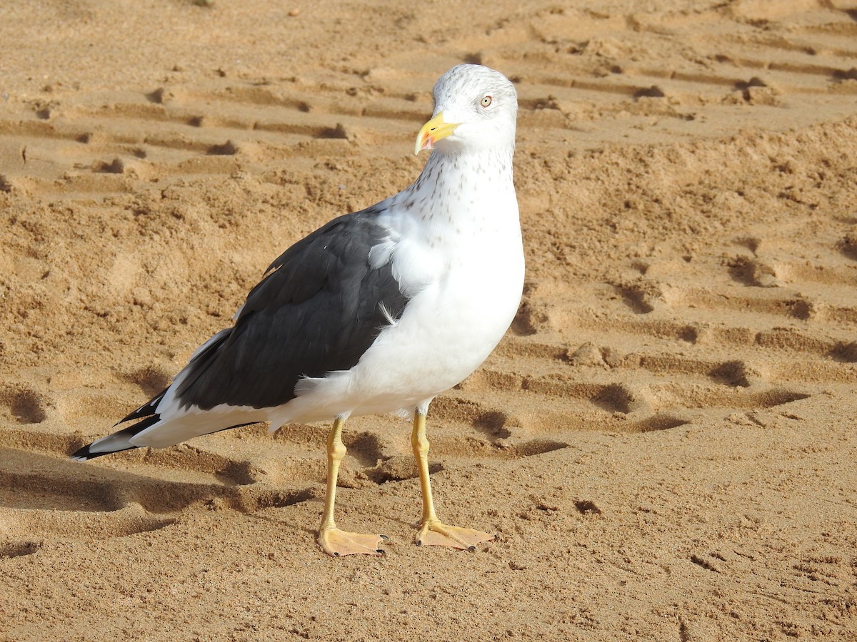 Lesser Black-backed Gull - Daniel Ferriz