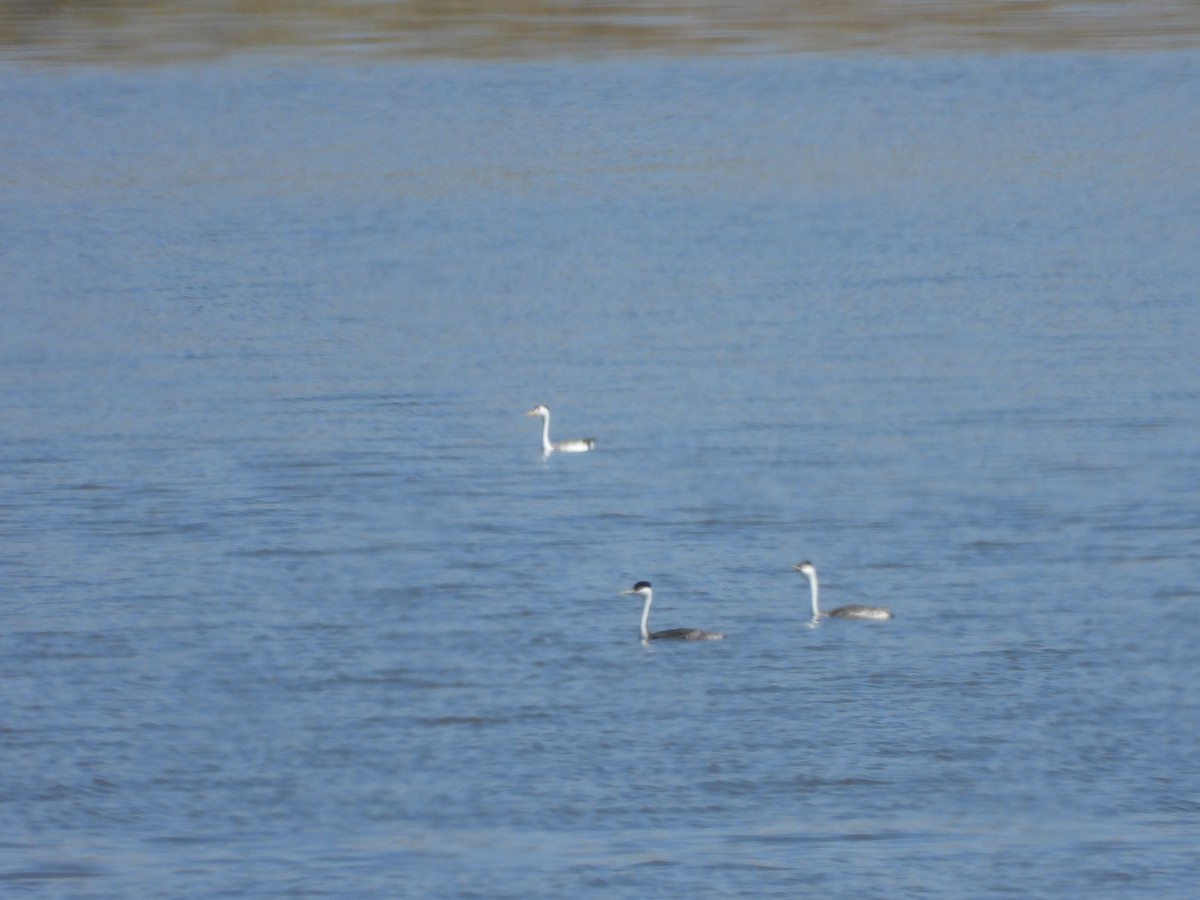 Clark's Grebe - ML375409521