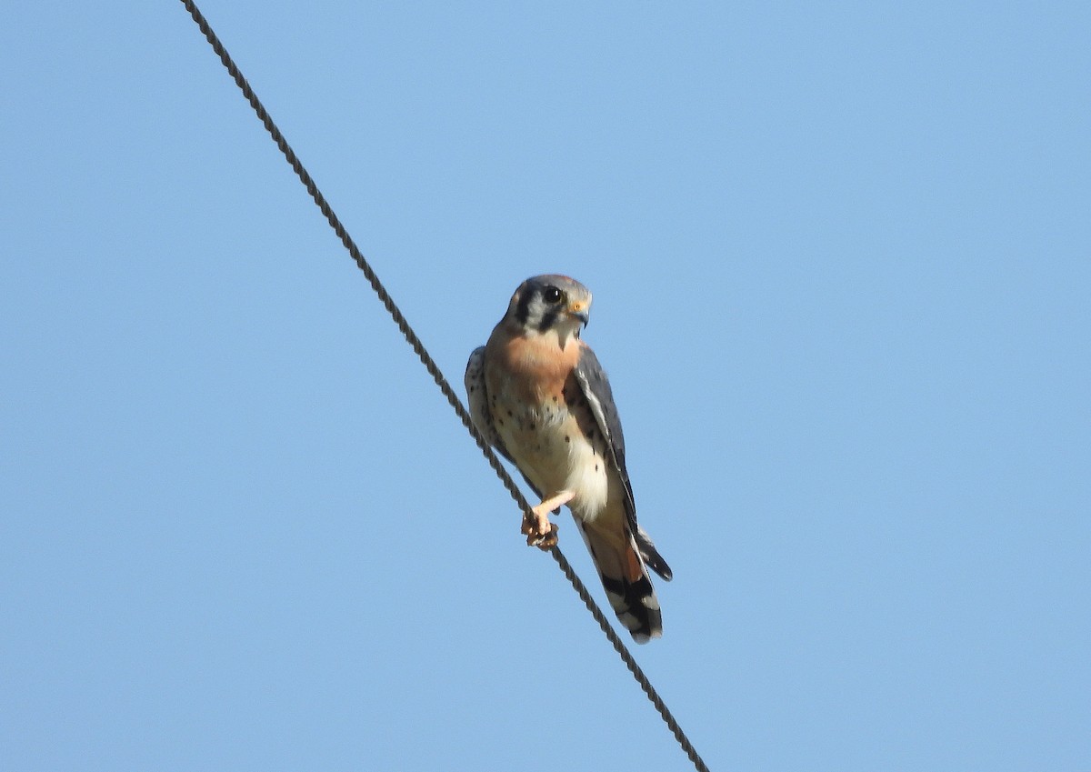 American Kestrel - ML375409751