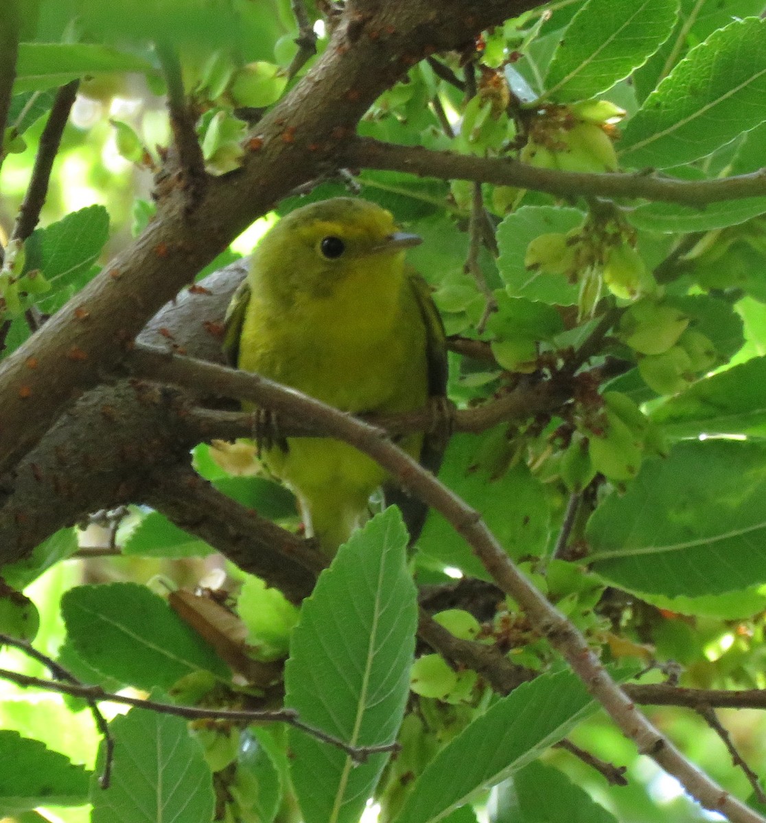 Wilson's Warbler (pileolata) - ML375410801