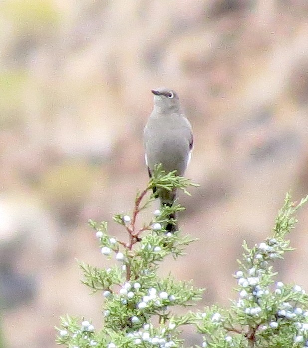 Townsend's Solitaire - ML375410921