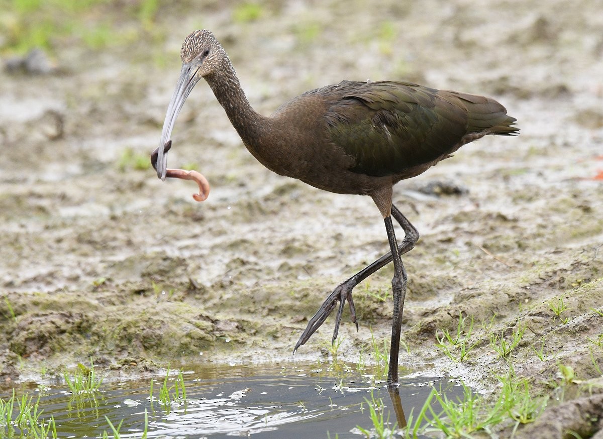 White-faced Ibis - ML375411471