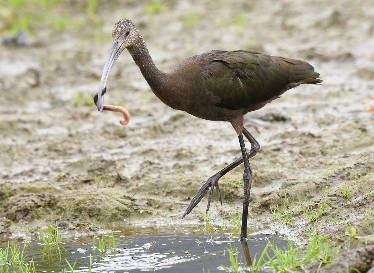 White-faced Ibis - Gord Gadsden