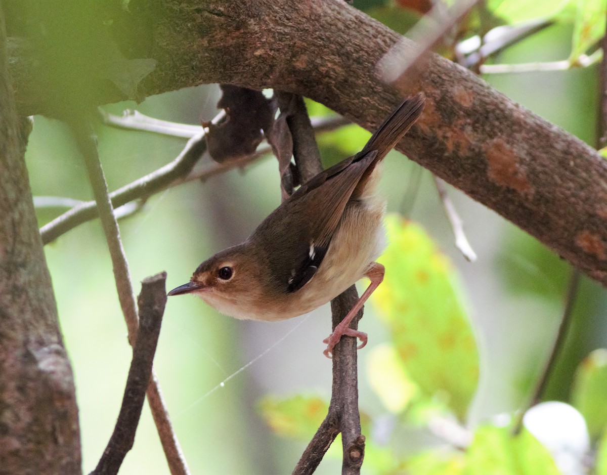 Tropical Scrubwren - ML375413491