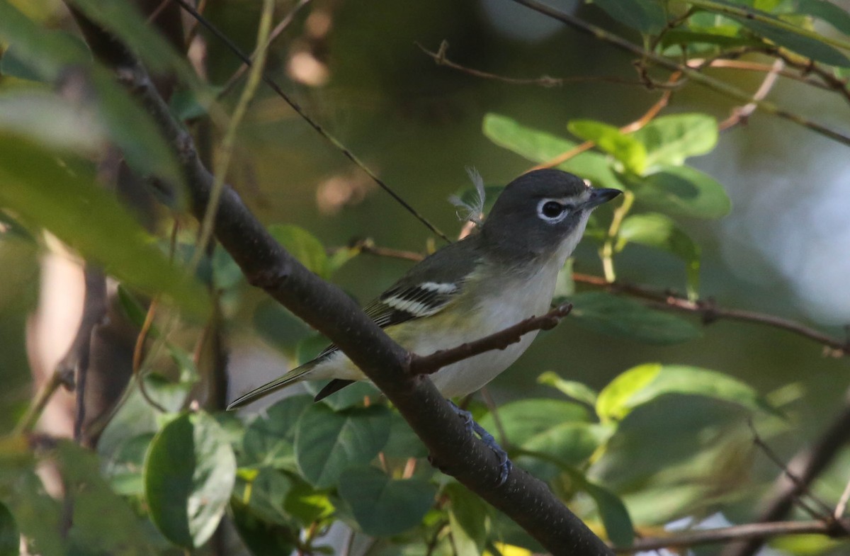 Blue-headed Vireo - ML37541361