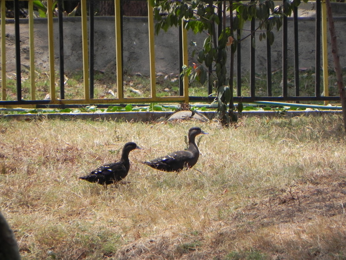 African Black Duck - ML375416021