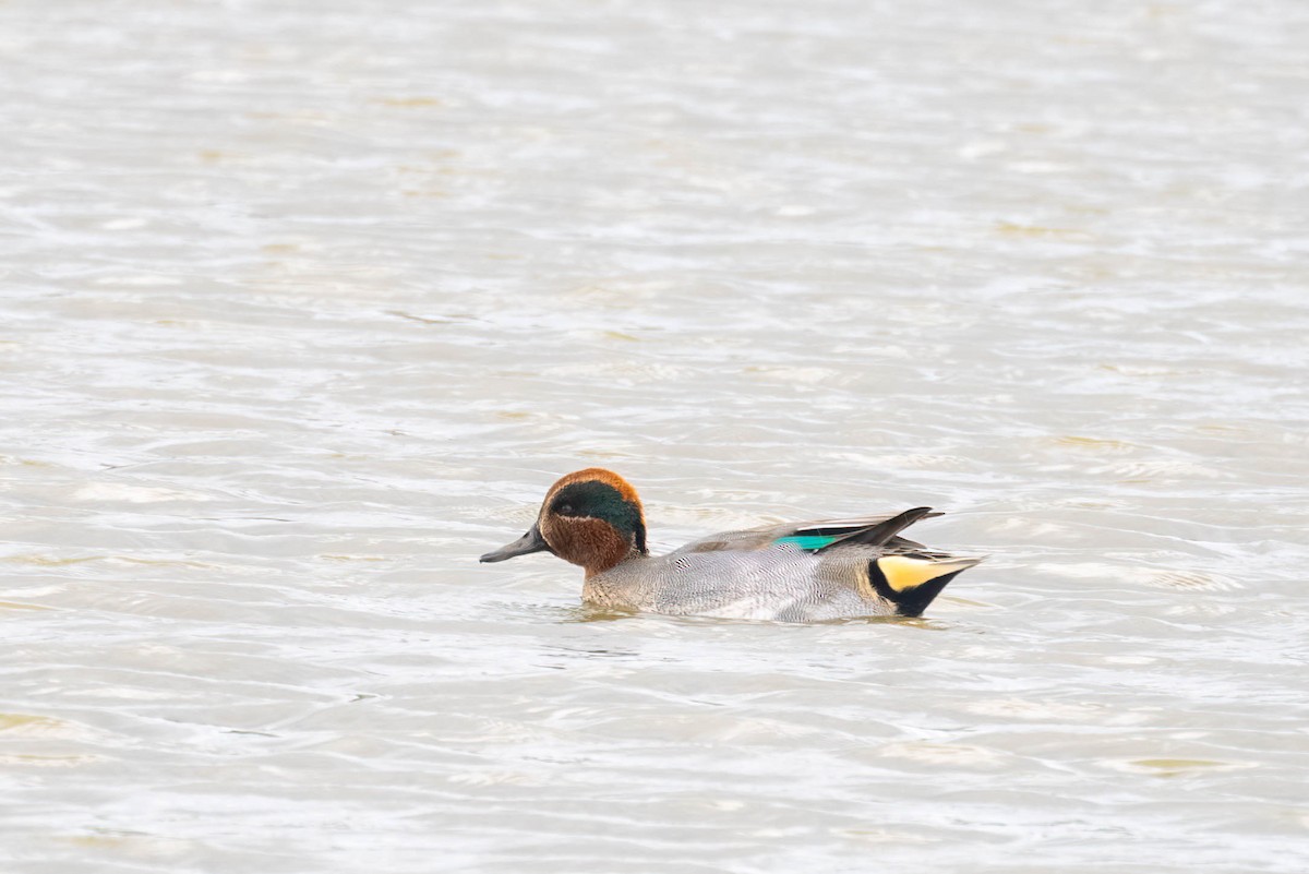 Green-winged Teal - ML375416451