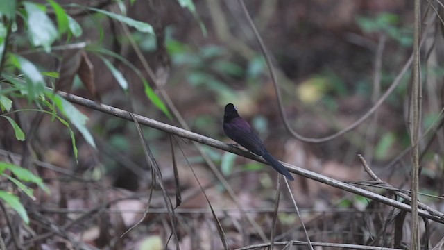 サンコウチョウ - ML375418401