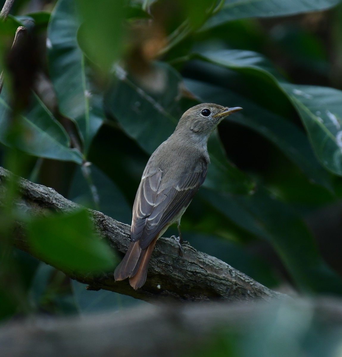 Rusty-tailed Flycatcher - ML375418601