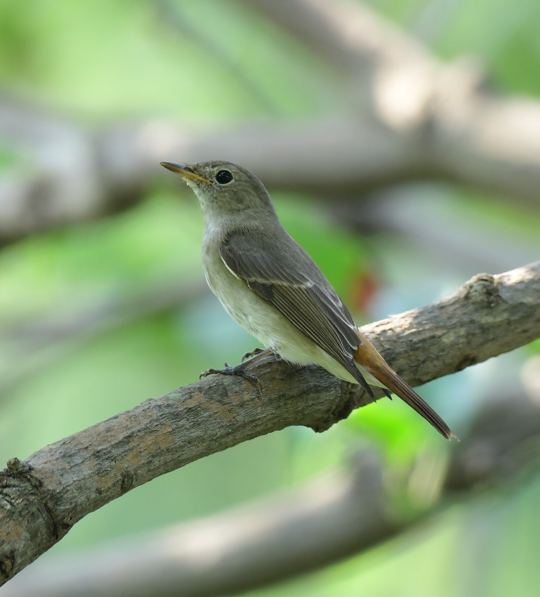 Rusty-tailed Flycatcher - ML375418611