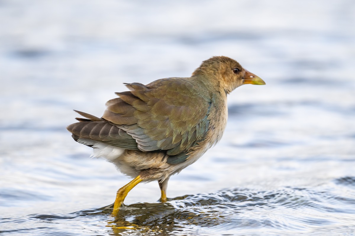 Purple Gallinule - ML375420341