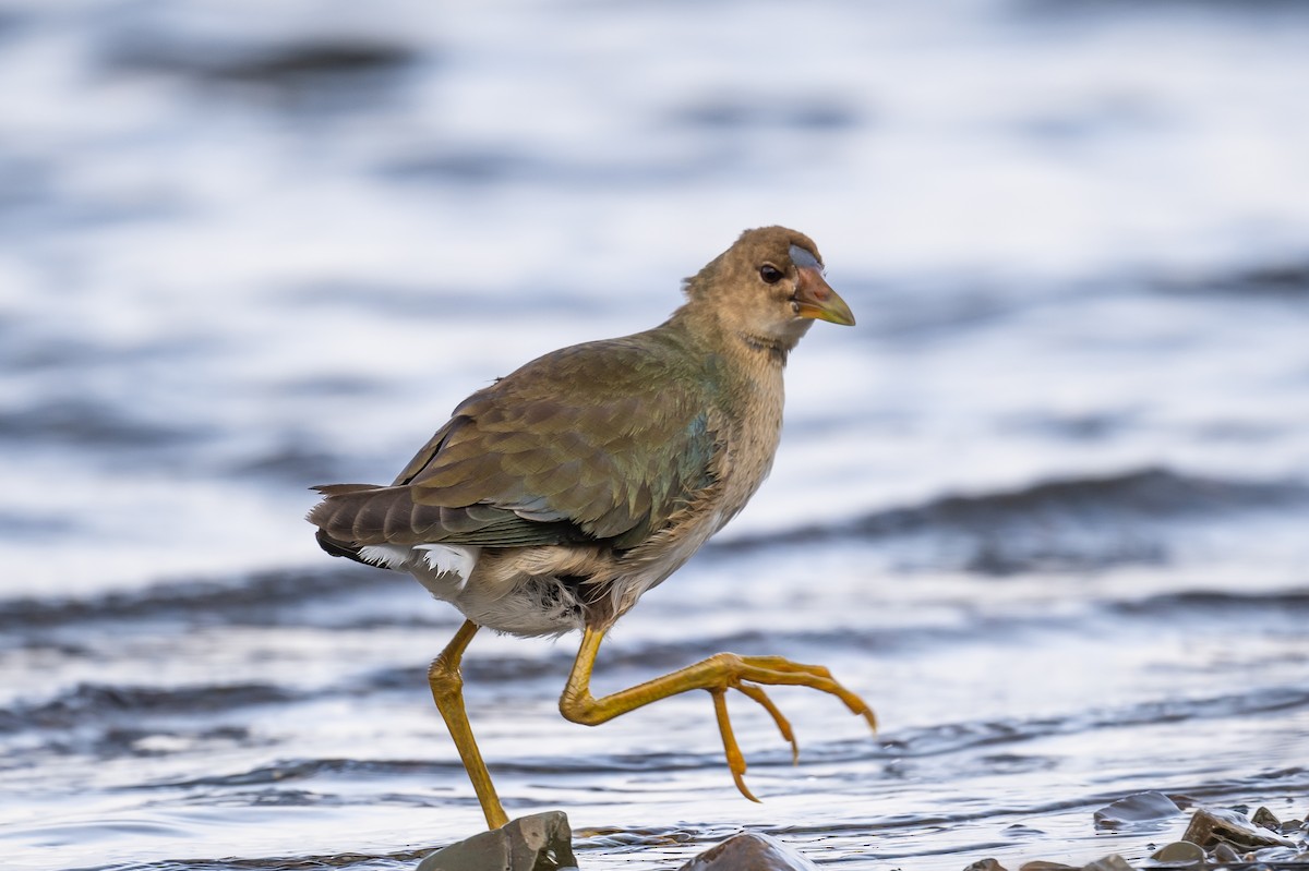 Purple Gallinule - ML375420451