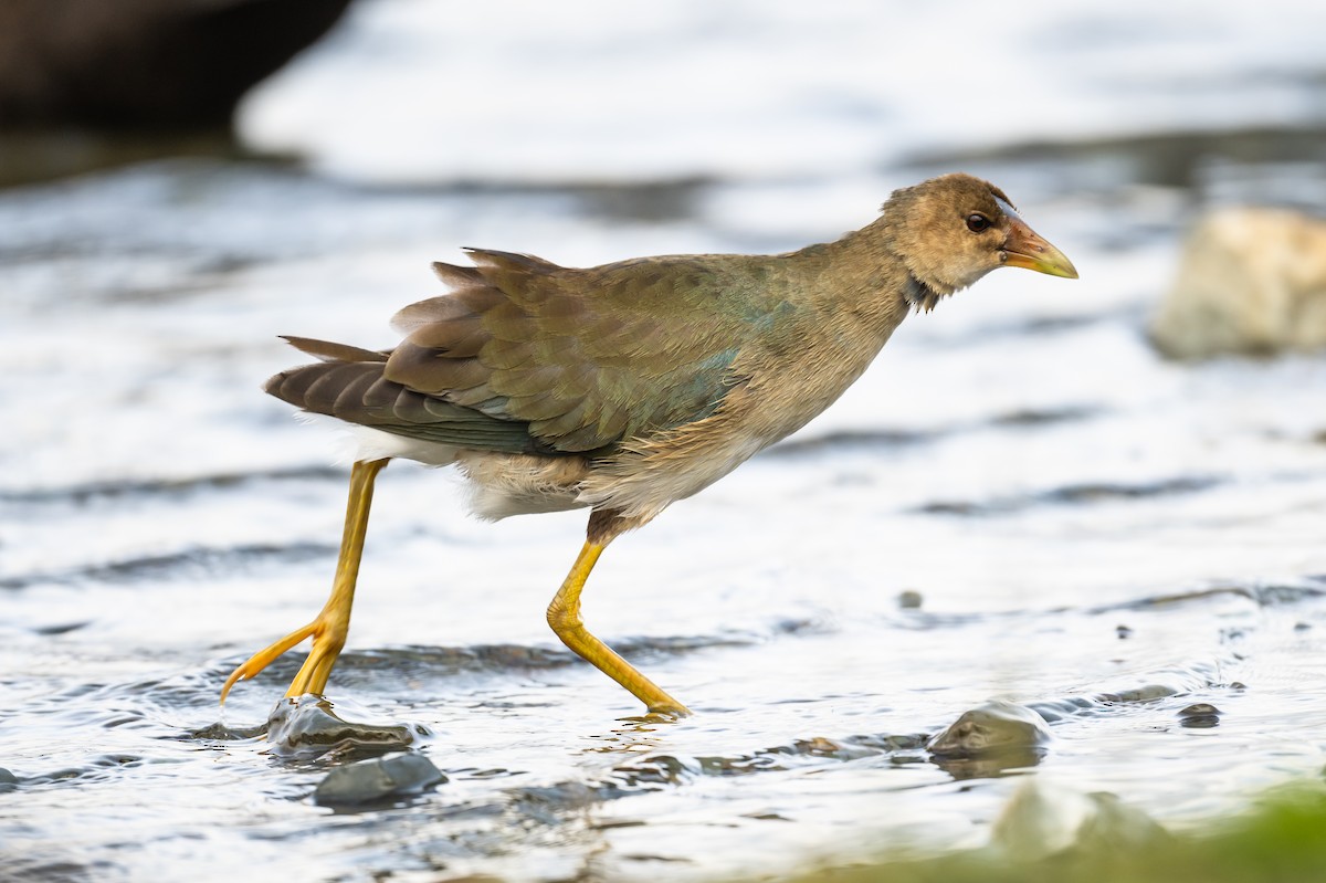 Purple Gallinule - ML375420481