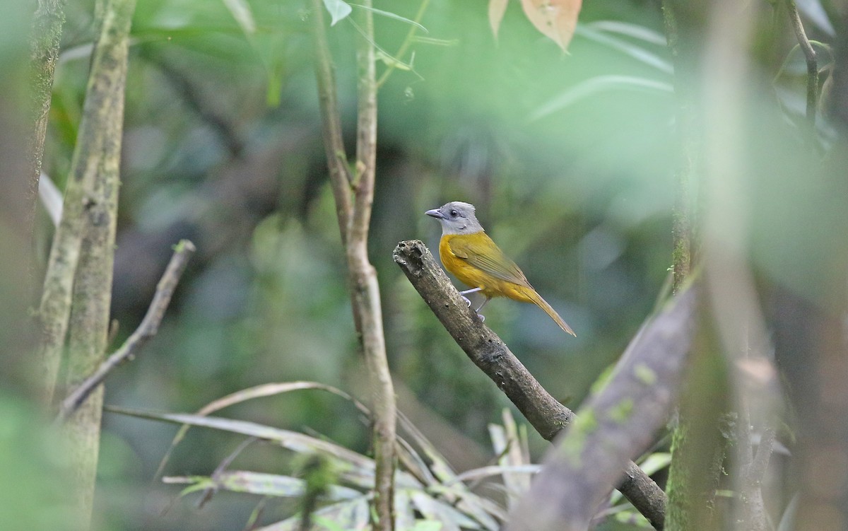 Gray-headed Tanager (Gray-headed) - ML375421351