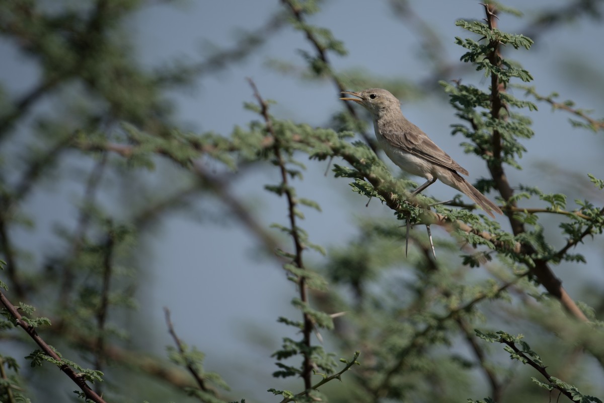Upcher's Warbler - ML375421521