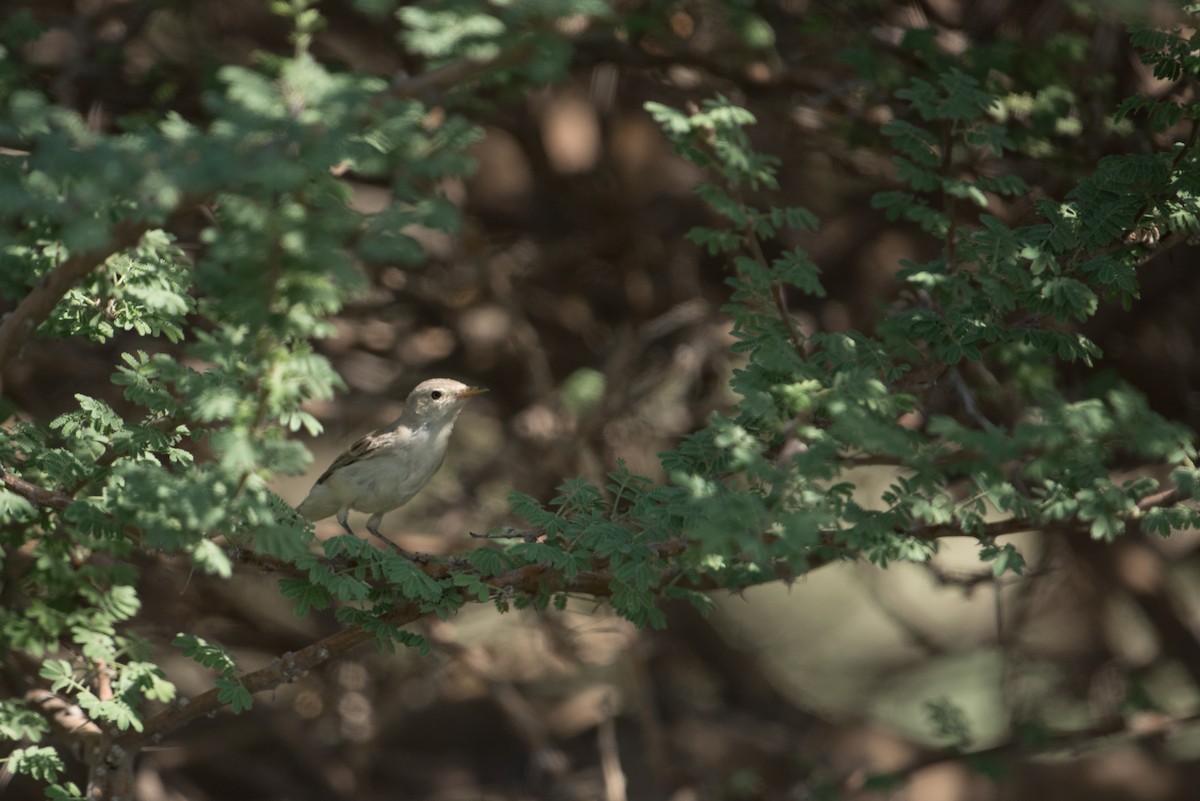 Upcher's Warbler - ML375421531