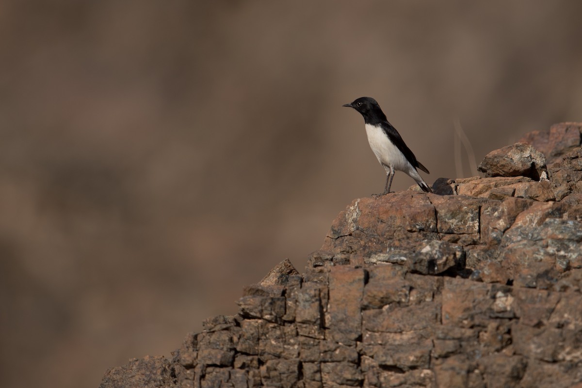 Hume's Wheatear - ML375421541