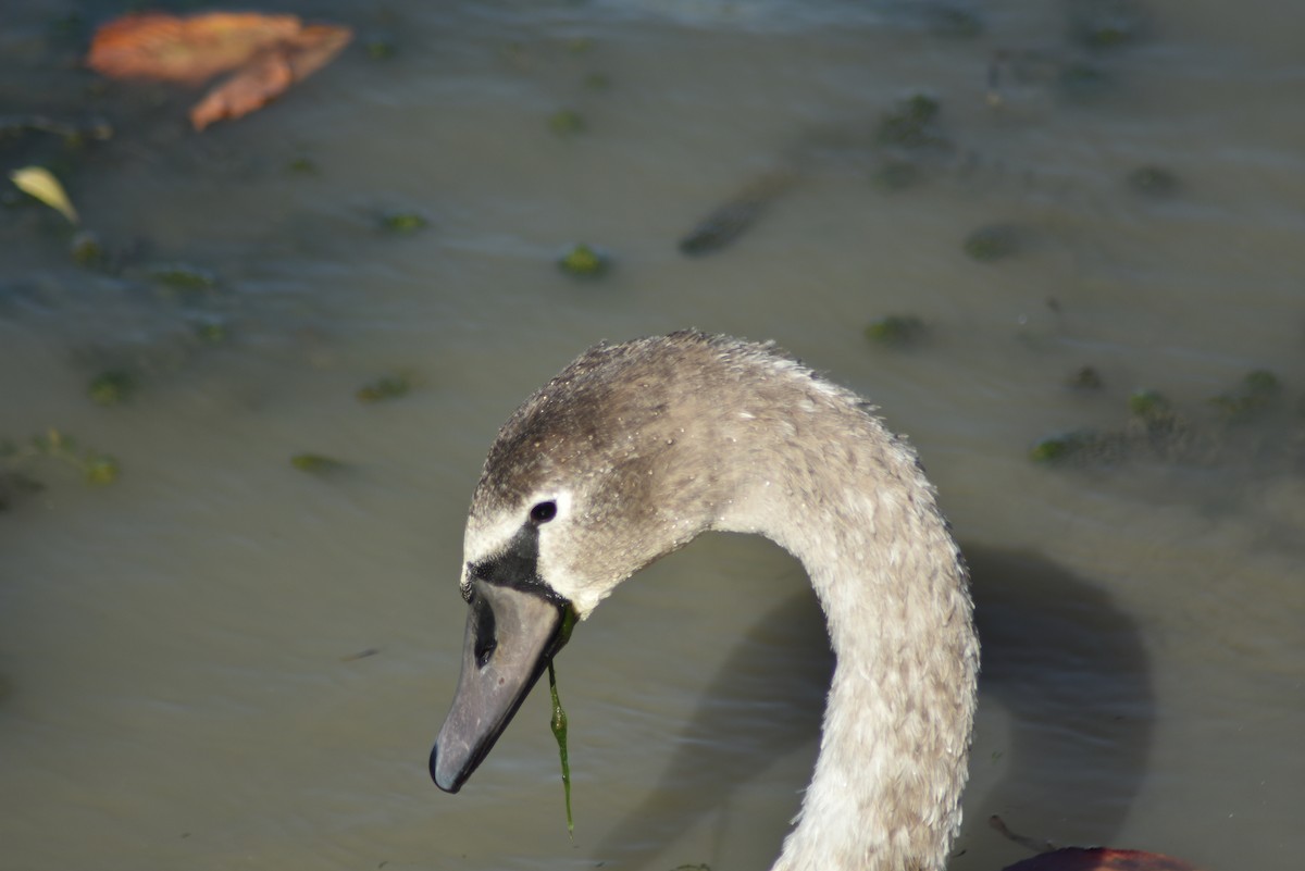 Mute Swan - Leander Krueger