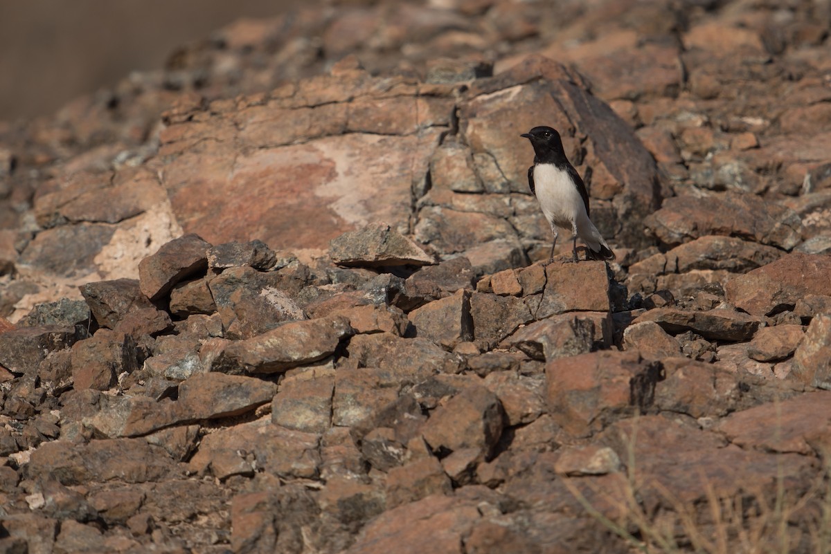 Hume's Wheatear - ML375421811
