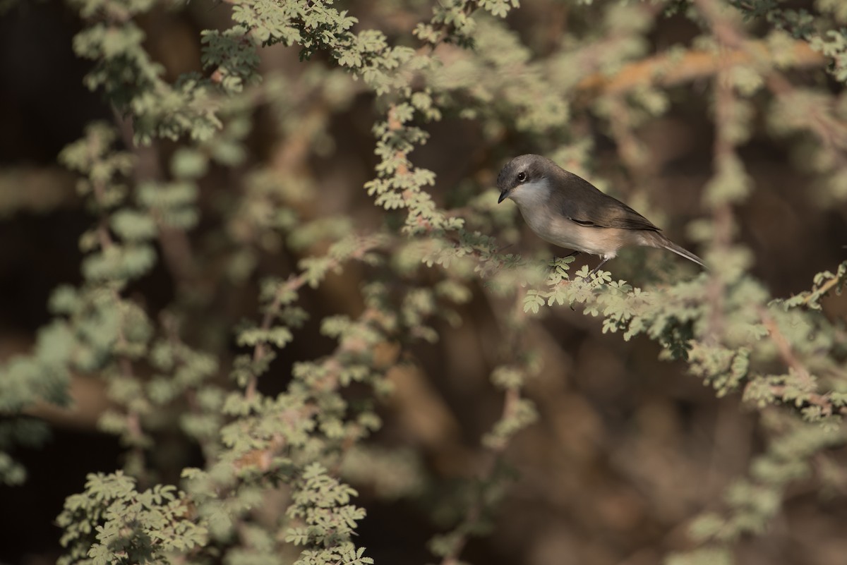 Lesser Whitethroat (halimodendri) - ML375421911